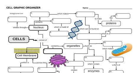 Cell Graphic Organizer.pdf - Google Drive