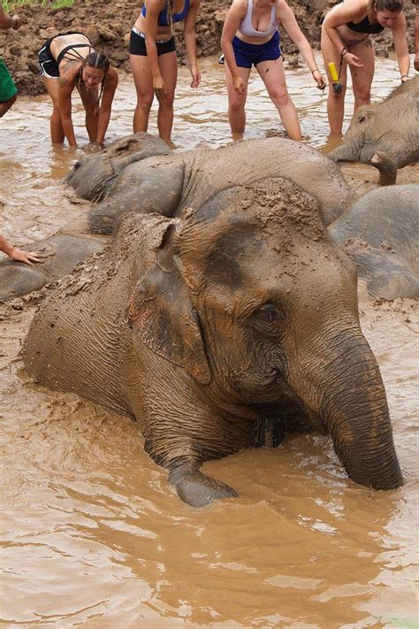 some people are washing elephants in the water and they're getting wet with their trunks