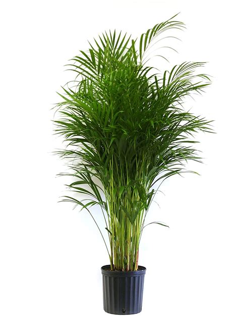 Buy Plants Online: 15 Houseplants You Can Get Through Amazon ...