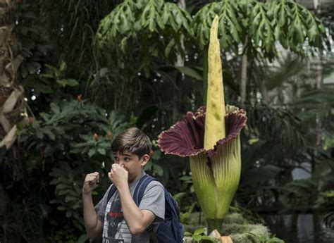 See A Rare Corpse Flower Bloom Caught On Video