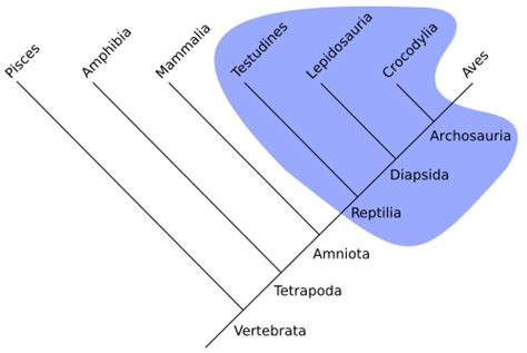 Paraphyly | Fossil Wiki | FANDOM powered by Wikia