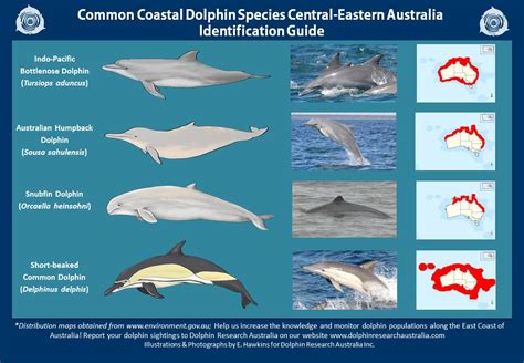 Dolphin Identification Guide - Dolphin Research Australia.Org