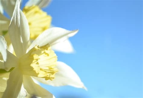 Daffodil Blue Yellow - Free photo on Pixabay