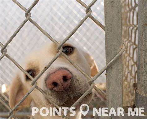 ANIMAL SHELTER NEAR ME - Points Near Me