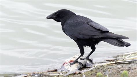 Carrion Crow Eating Fish | Corvus corone - YouTube