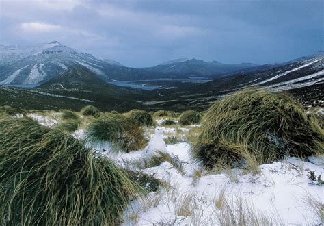 Eradication—The Clearance of Campbell Island | New Zealand Geographic