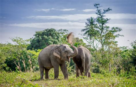 Phuket Elephant Sanctuary Experience