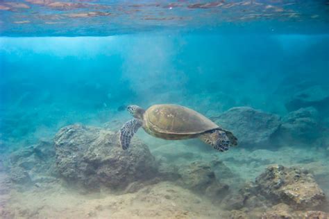 Kaanapali Beach Snorkeling | Black Rock Kaanapali Beach Maui… | Flickr