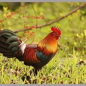 Red jungle fowl...tail feathers | BackYard Chickens - Learn How to Raise Chickens