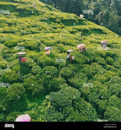 Darjeeling tea garden from the above Stock Photo - Alamy