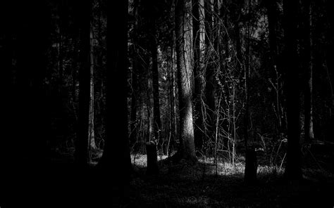 Dark Woods Wallpapers - Wallpaper Cave