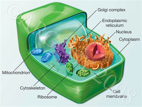 Grade 10 Applied Science: Feb. 7 – Cell Structure