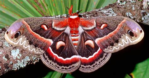 Cecropia Moth Hyalophora Cecropia Photograph by Millard H. Sharp | Pixels