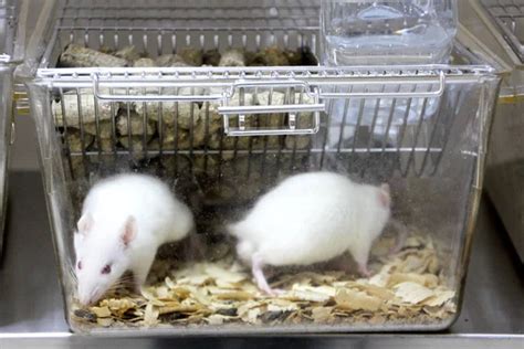 Laboratory rats in the cage — Stock Photo © melekkalyoncu #135027170