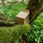 Wildlife Nesting Box News - Wealden Heartwood