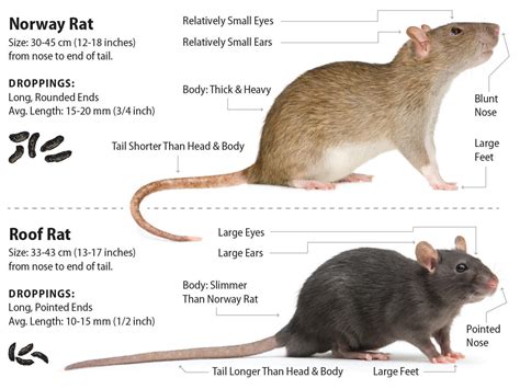 Roof Rat vs. Norway Rat: Which Invades Your Home? | Green Rodent Restoration