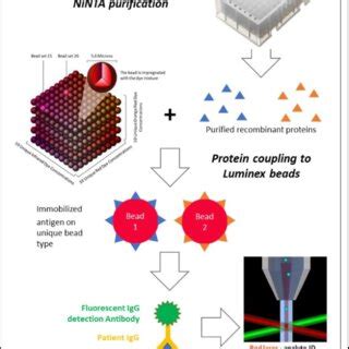 Schematic overview of tested samples and Luminex assay conditions.... | Download Scientific Diagram