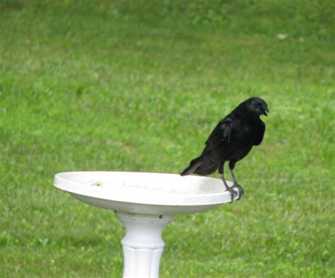 Crow Stock : Talking by Click93 on DeviantArt