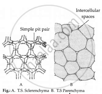 Sclerenchyma Diagram