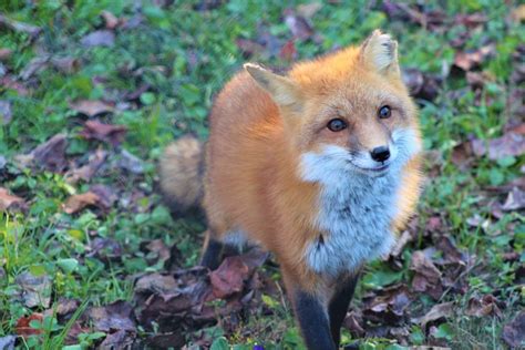 Red Fox | Maymont