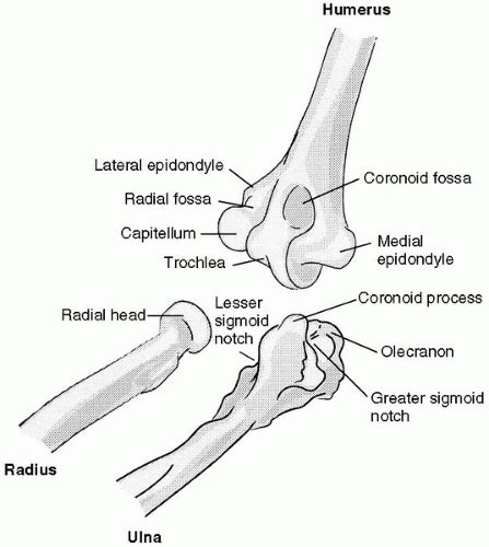 Elbow Anatomy Olecranon