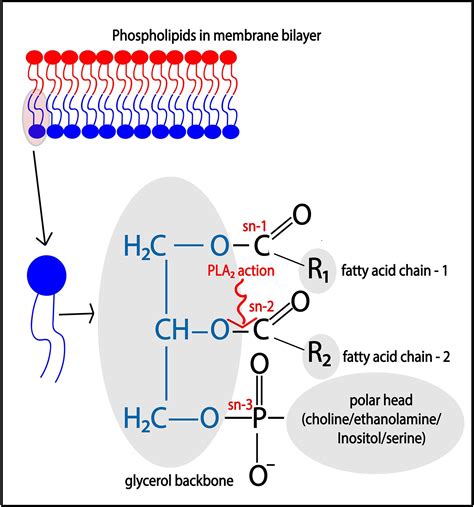 Frontiers | The Roles of Phospholipase A2 in Phagocytes