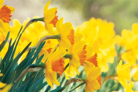 Daffodil Flowers: How to Grow Narcissus Bulbs | Garden Design