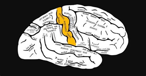 Postcentral gyrus: characteristics and functions of this brain area.