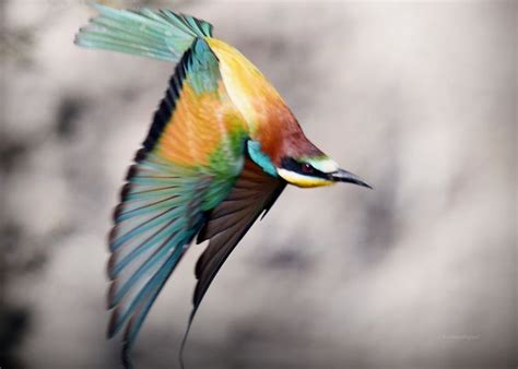 European Bee-eater flying over Marshes in Camargue France Christian ...