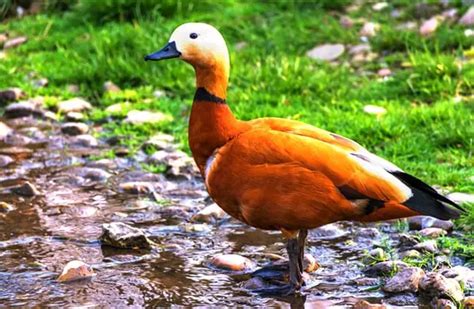 Duck - Description, Habitat, Image, Diet, and Interesting Facts