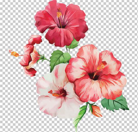 Shoeblackplant Hawaiian Hibiscus Watercolor Painting Flower Petal PNG, Clipart, Blue Hibiscus ...