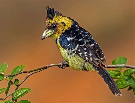 Barbet South African Birds, Tiny Bird, Southern Africa, Butterflies, Birds, Animales, Butterfly