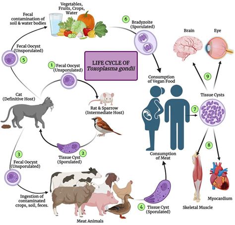 Life Cycle of Toxoplasma gondii. | Download Scientific Diagram