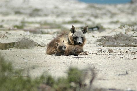 Brown Hyenas Lead Fascinating Lives In Namibia Amid Many Challenges - WorldAtlas