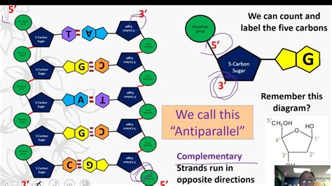 Diagram & Wiring Solution: Diagram Dna Structure And Replication