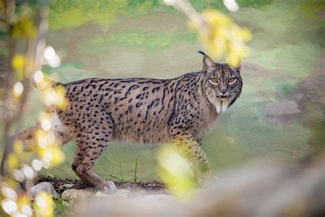 lince ibérico | Reporteros Jerez