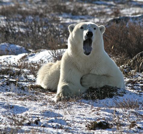 Polar Bears In The Tundra Biome