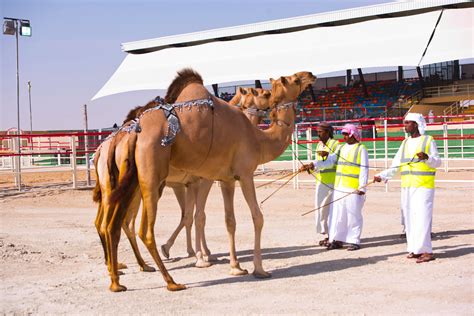 Al Dhafra Festival | Abu Dhabi Culture