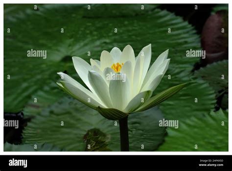 Is a variety of aquatic plants, belong to the Nymphaeaceae, whose name ...