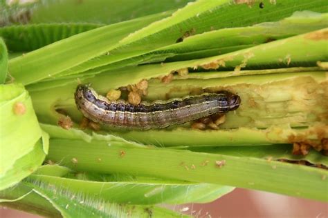 Study finds wasp can reduce fall armyworm leaf consumption rate by up to 89 percent - Eagle Online