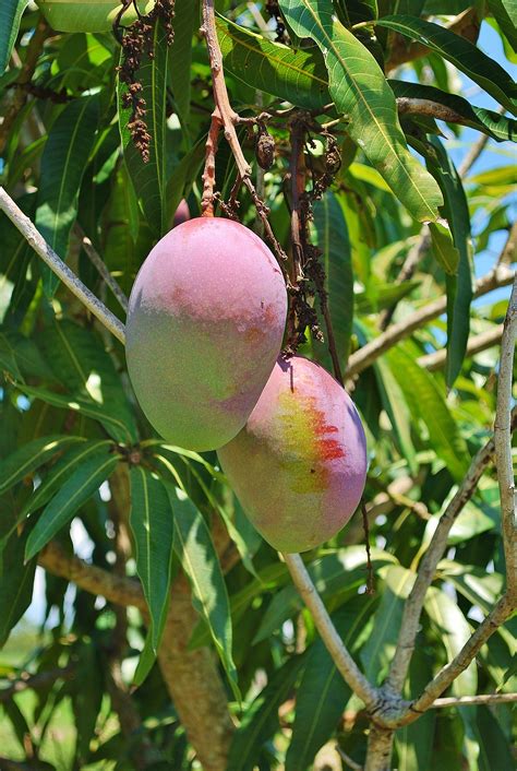 cabine em vez de Historiador mango tree flower Forno paridade Seixo