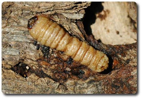 Beautiful in yellow and black - The locust borer, Megacyllene robiniae — Bug of the Week