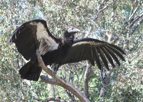 Feathers and Figments: Flight of the Condor