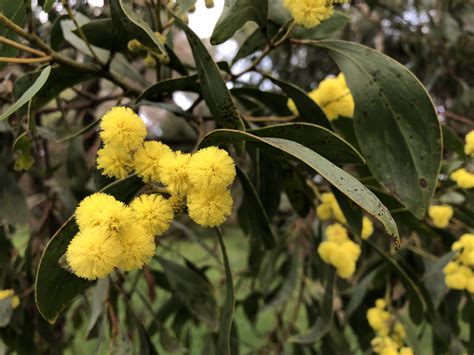 Celebrating Wattle Day at Kurrawonga - Nature Glenelg Trust