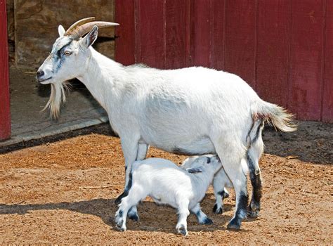 Mother Goat Nursing Baby Photograph by Millard H. Sharp - Fine Art America