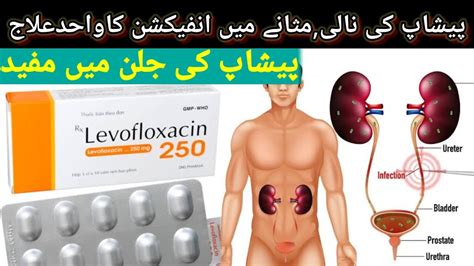 levofloxacin 500 mg (Leflox) Antibiotic uses and benefitsپیشاپ کی نالی ...