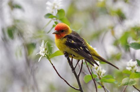 Western Tanager | Audubon Field Guide