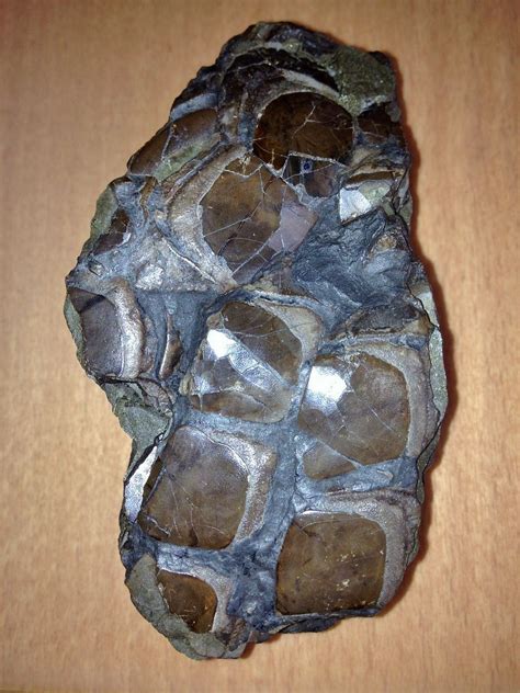 my favourite fossil. coal mine find - Member Collections - The Fossil Forum