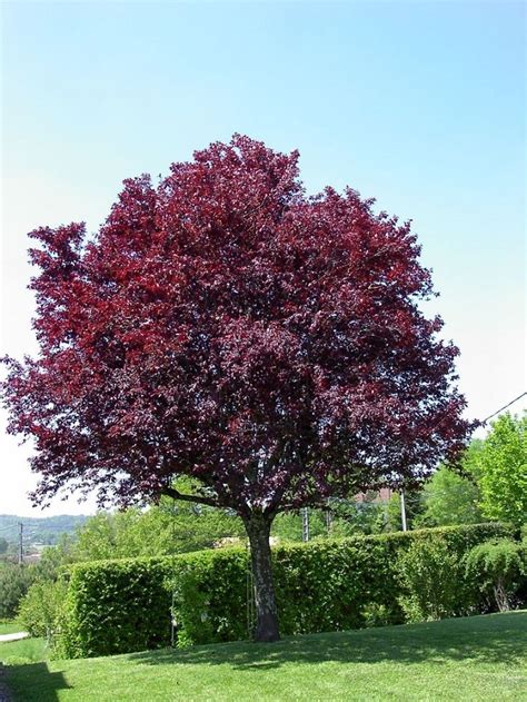 Prunus Pisardi o Ciruelo Rojo - Viverosperez.com