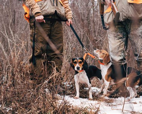 Rabbit Hunting Video with Beagles - Hunting Dog Confidential